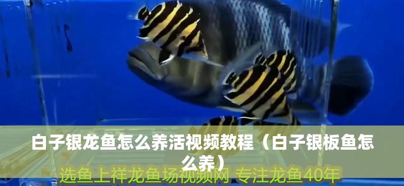 白子銀龍魚怎么養活視頻教程（白子銀板魚怎么養）