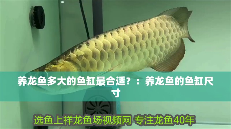 養龍魚多大的魚缸最合適？：養龍魚的魚缸尺寸