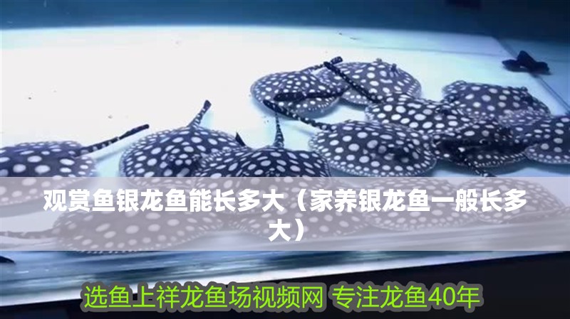 觀賞魚銀龍魚能長多大（家養銀龍魚一般長多大） 觀賞魚銀龍魚能長多大（家養銀龍魚一般長多大） 銀龍魚百科