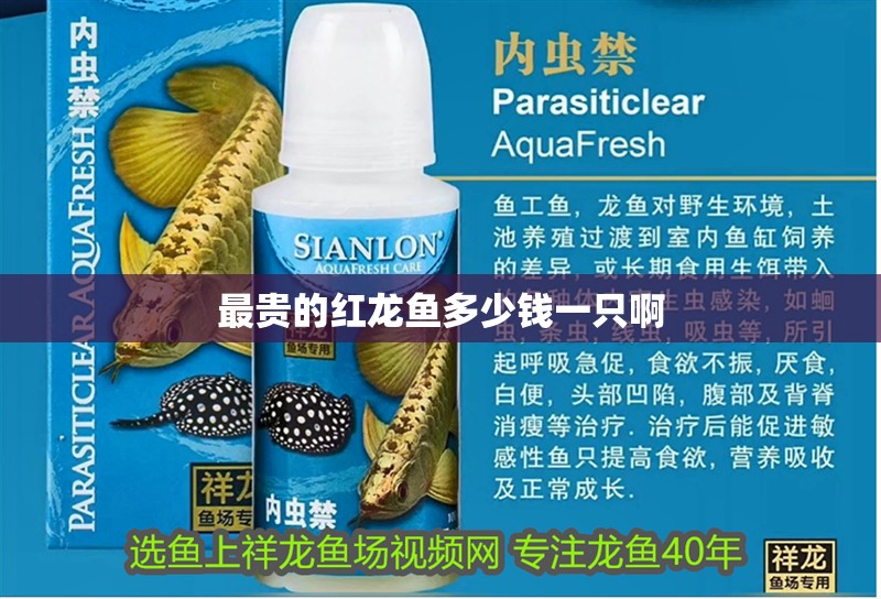 最貴的紅龍魚多少錢一只啊