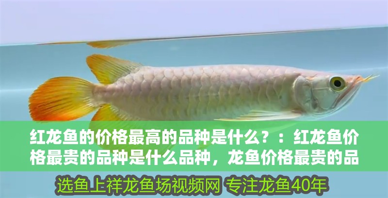 紅龍魚(yú)的價(jià)格最高的品種是什么？：紅龍魚(yú)價(jià)格最貴的品種是什么品種，龍魚(yú)價(jià)格最貴的品種是什么