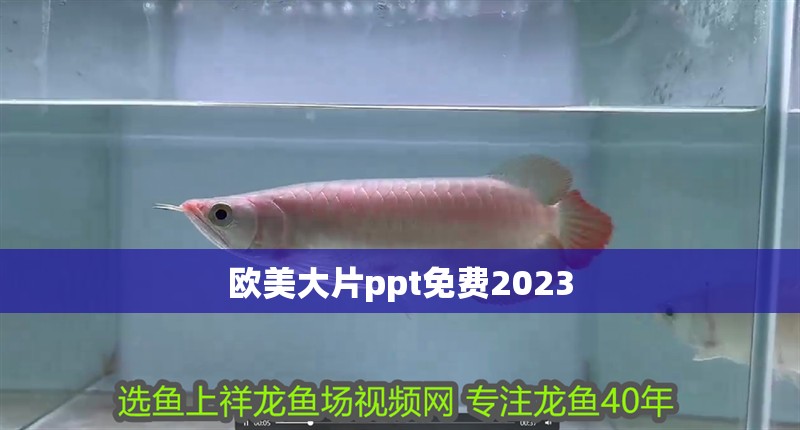 歐美大片ppt免費2023