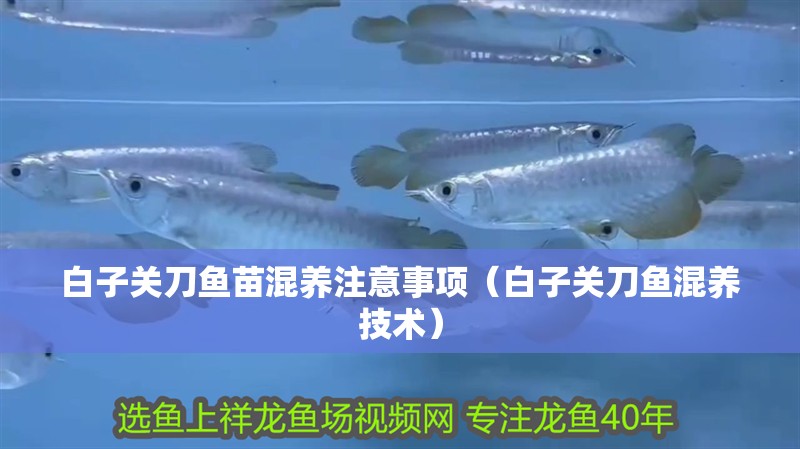 白子關(guān)刀魚苗混養(yǎng)注意事項(xiàng)（白子關(guān)刀魚混養(yǎng)技術(shù)）