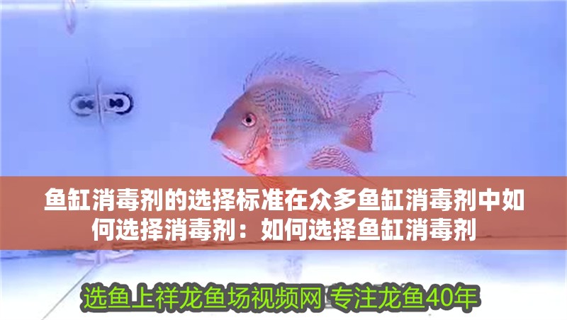 魚(yú)缸消毒劑的選擇標(biāo)準(zhǔn)在眾多魚(yú)缸消毒劑中如何選擇消毒劑：如何選擇魚(yú)缸消毒劑