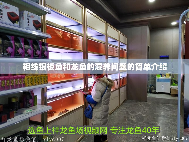 粗線銀板魚和龍魚的混養問題的簡單介紹