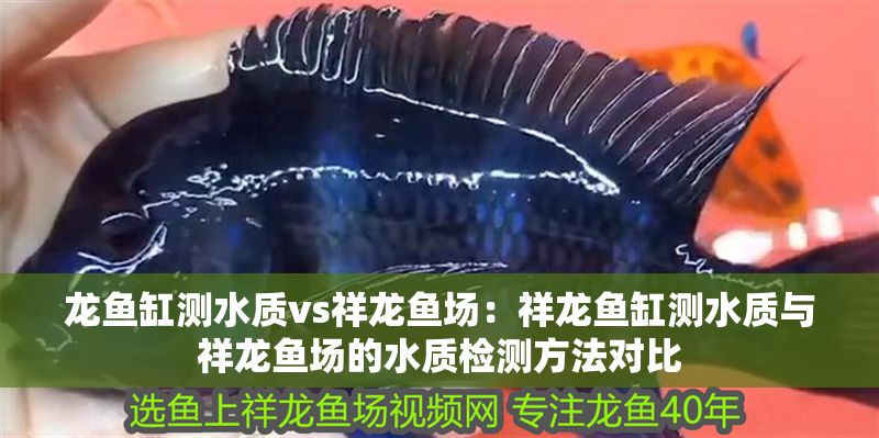 龍魚缸測水質(zhì)vs祥龍魚場：祥龍魚缸測水質(zhì)與祥龍魚場的水質(zhì)檢測方法對比