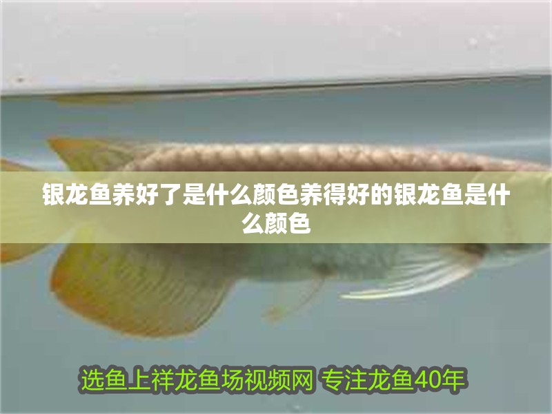 銀龍魚養(yǎng)好了是什么顏色養(yǎng)得好的銀龍魚是什么顏色