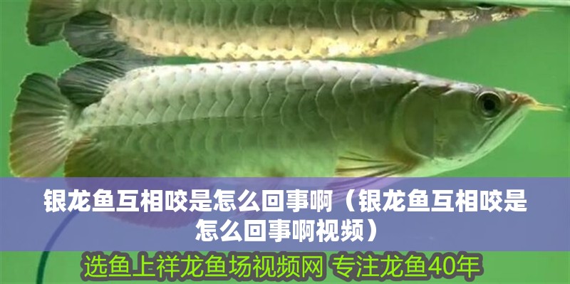 銀龍魚互相咬是怎么回事啊（銀龍魚互相咬是怎么回事啊視頻）