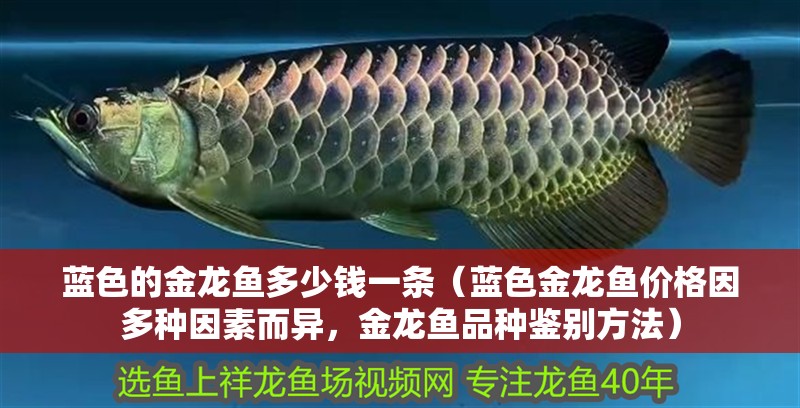 藍色的金龍魚多少錢一條（藍色金龍魚價格因多種因素而異，金龍魚品種鑒別方法）