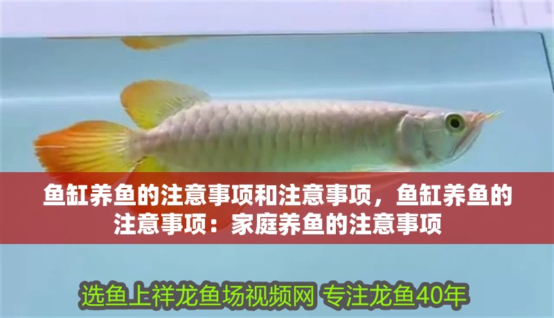 魚缸養魚的注意事項和注意事項，魚缸養魚的注意事項：家庭養魚的注意事項 魚缸養魚的注意事項和注意事項，魚缸養魚的注意事項：家庭養魚的注意事項 魚缸百科