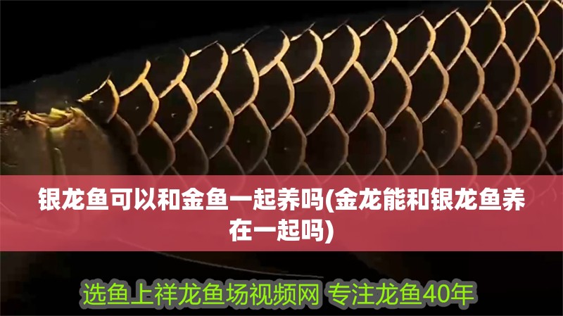 銀龍魚可以和金魚一起養(yǎng)嗎(金龍能和銀龍魚養(yǎng)在一起嗎)