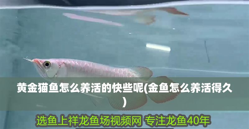 黃金貓魚怎么養活的快些呢(金魚怎么養活得久)