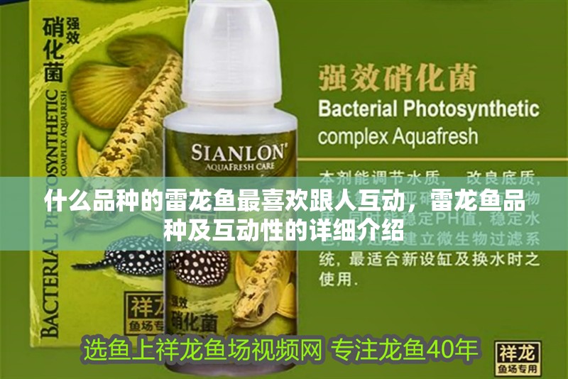 什么品種的雷龍魚最喜歡跟人互動(dòng)，雷龍魚品種及互動(dòng)性的詳細(xì)介紹