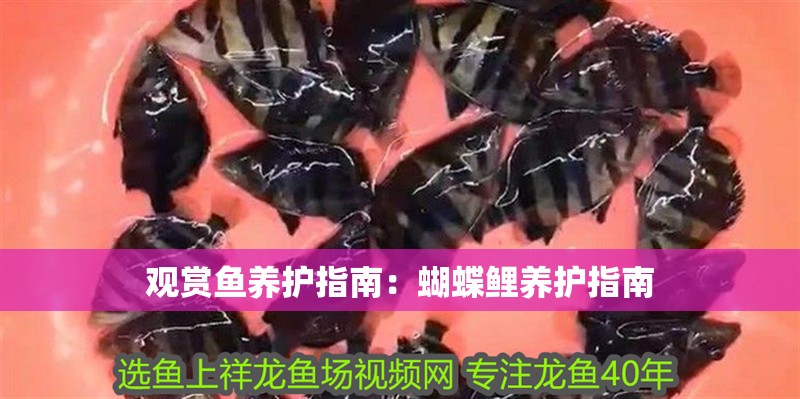 觀賞魚(yú)養(yǎng)護(hù)指南：蝴蝶鯉養(yǎng)護(hù)指南