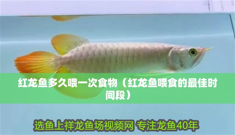 紅龍魚多久喂一次食物（紅龍魚喂食的最佳時間段）