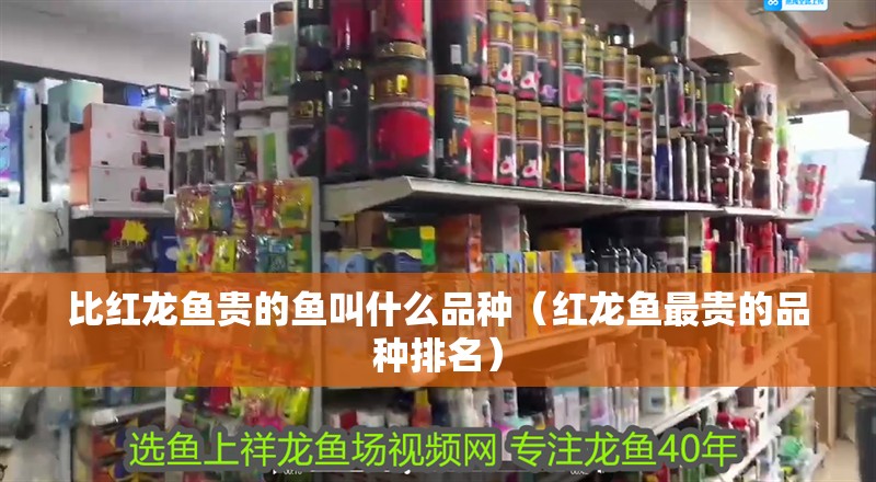 什么魚(yú)能和龍魚(yú)、虎魚(yú)混養(yǎng)(龍魚(yú)能和虎魚(yú)混養(yǎng)嗎) 比紅龍魚(yú)貴的魚(yú)叫什么品種(紅龍魚(yú)最貴的品種排名) 銀龍魚(yú)百科 比紅龍魚(yú)貴的魚(yú)叫什么品種(紅龍魚(yú)最貴的品種排名) 比紅龍魚(yú)貴的魚(yú)叫什么品種(紅龍魚(yú)最貴的品種排名) 銀龍魚(yú)百科