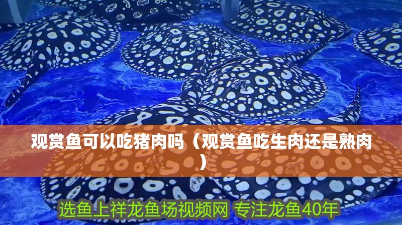 觀賞魚可以吃豬肉嗎（觀賞魚吃生肉還是熟肉）