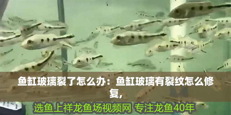 魚缸玻璃裂了怎么辦：魚缸玻璃有裂紋怎么修復(fù),