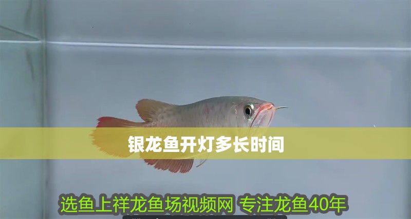 銀龍魚(yú)開(kāi)燈多長(zhǎng)時(shí)間