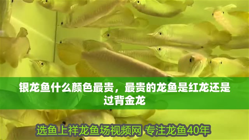 銀龍魚什么顏色最貴，最貴的龍魚是紅龍還是過背金龍