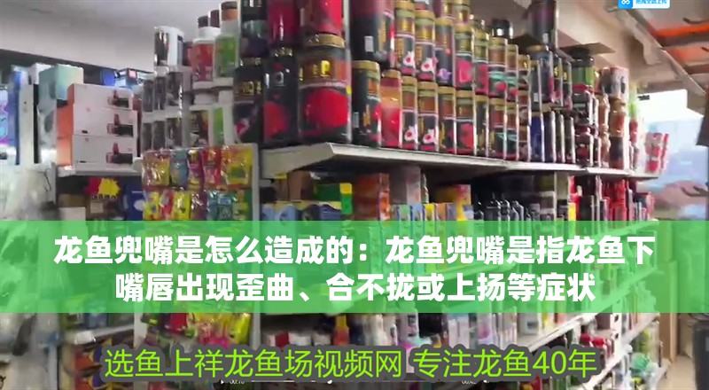 龍魚兜嘴是怎么造成的：龍魚兜嘴是指龍魚下嘴唇出現歪曲、合不攏或上揚等癥狀