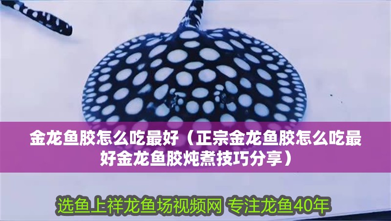 金龍魚膠怎么吃最好（正宗金龍魚膠怎么吃最好金龍魚膠燉煮技巧分享）