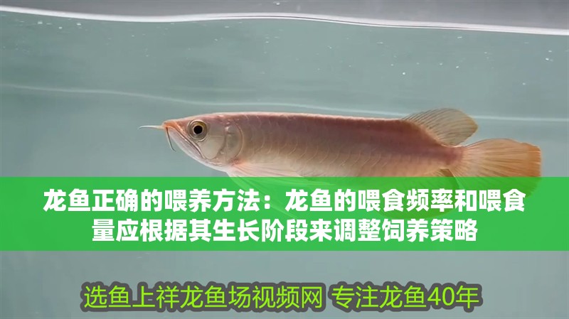 龍魚正確的喂養方法：龍魚的喂食頻率和喂食量應根據其生長階段來調整飼養策略