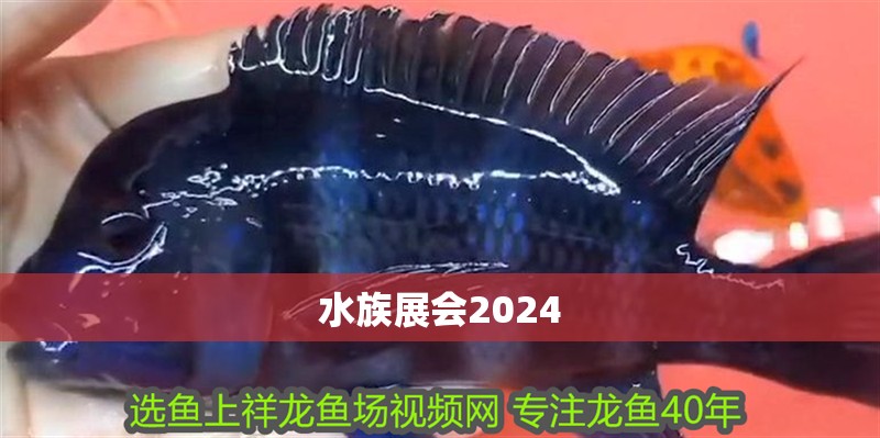 鸚鵡魚和銀龍魚混養(yǎng)怎樣喂食 水族展會(huì)2024 龍魚論壇 水族展會(huì)2024 水族展會(huì)2024 龍魚論壇