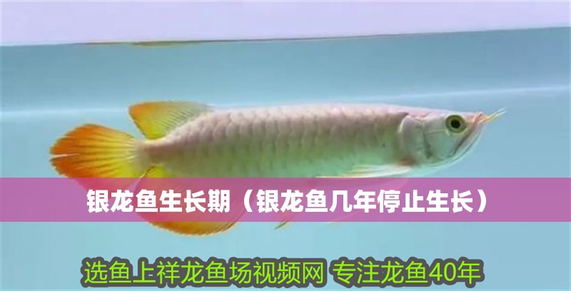 銀龍魚生長期（銀龍魚幾年停止生長）