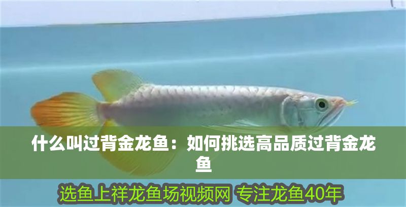 什么叫過背金龍魚：如何挑選高品質(zhì)過背金龍魚