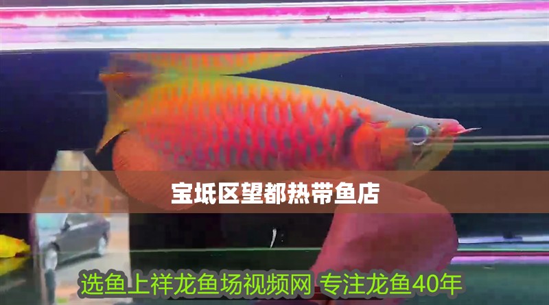 寶坻區望都熱帶魚店