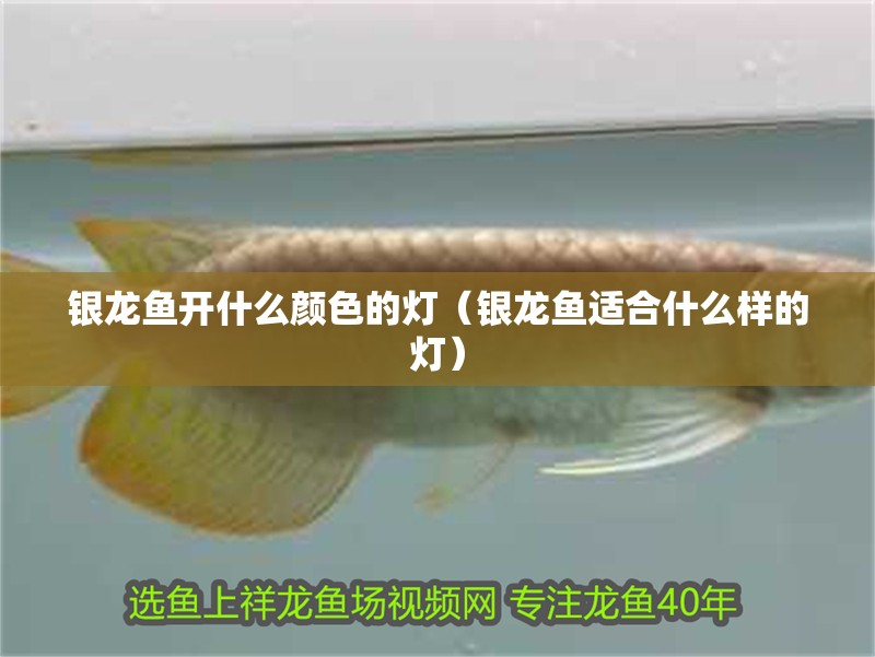 銀龍魚開什么顏色的燈（銀龍魚適合什么樣的燈）