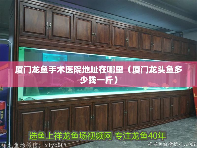 廈門龍魚手術醫(yī)院地址在哪里（廈門龍頭魚多少錢一斤）