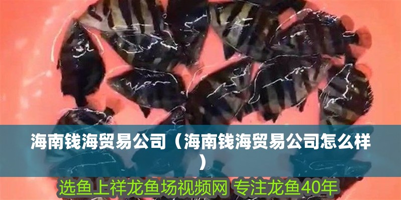 <strong><mark>海南</mark></strong>錢海貿易公司（<strong><mark>海南</mark></strong>錢海貿易公司怎么樣）