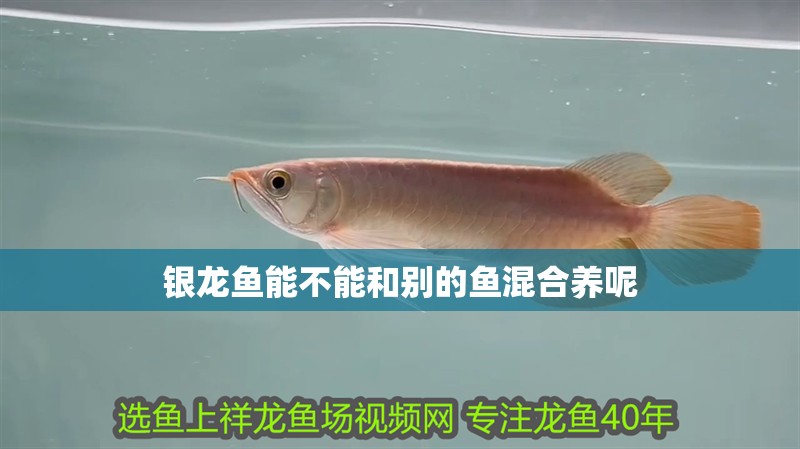 銀龍魚能不能和別的魚混合養呢