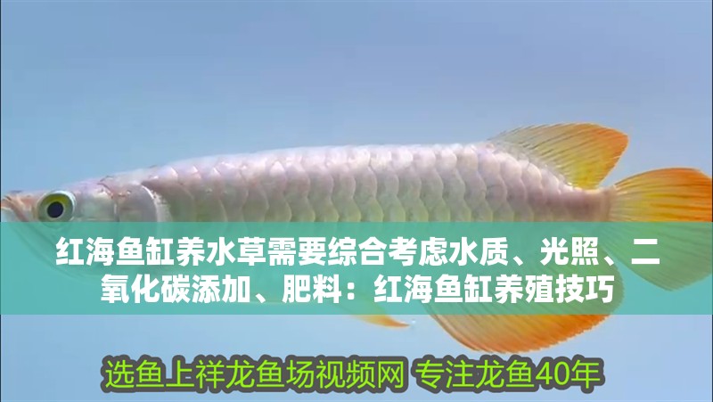 紅海魚缸養水草需要綜合考慮水質、光照、二氧化碳添加、肥料：紅海魚缸養殖技巧