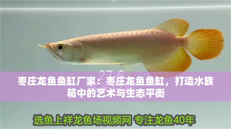 棗莊龍魚魚缸廠家：棗莊龍魚魚缸，打造水族箱中的藝術與生態平衡