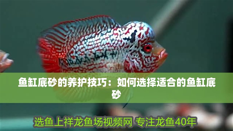 魚缸底砂的養(yǎng)護(hù)技巧：如何選擇適合的魚缸底砂