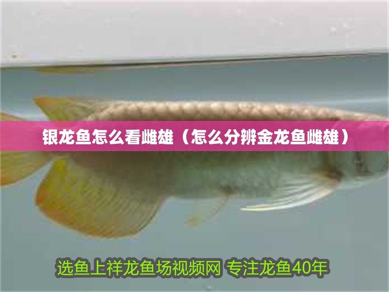 鸚鵡魚和銀龍魚混養(yǎng)怎樣喂食 銀龍魚怎么看雌雄(怎么分辨金龍魚雌雄) 銀龍魚百科 銀龍魚怎么看雌雄(怎么分辨金龍魚雌雄) 銀龍魚怎么看雌雄(怎么分辨金龍魚雌雄) 銀龍魚百科
