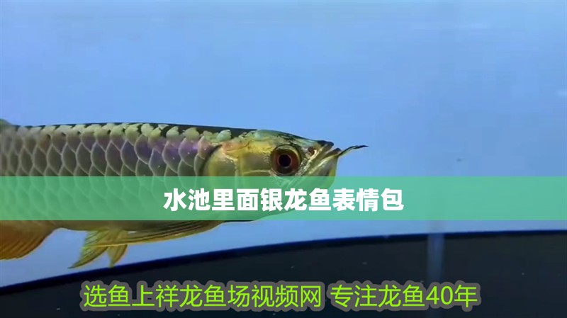 水池里面銀龍魚(yú)表情包