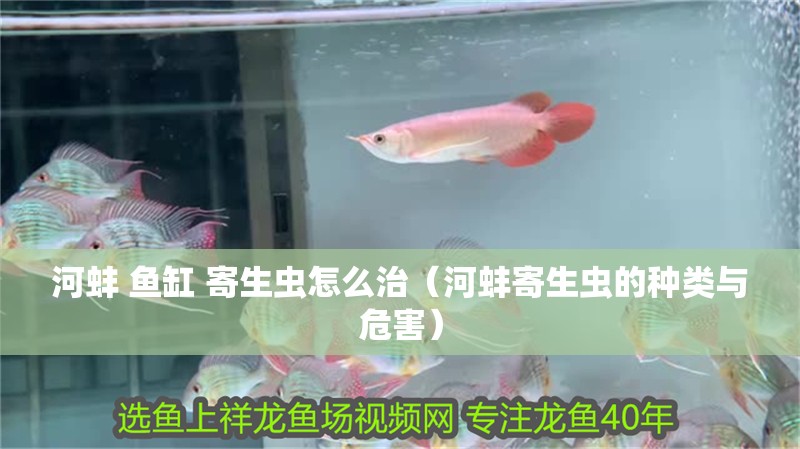 河蚌 魚缸 寄生蟲怎么治（河蚌寄生蟲的種類與危害）