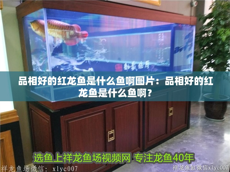 品相好的紅龍魚是什么魚啊圖片：品相好的紅龍魚是什么魚啊？