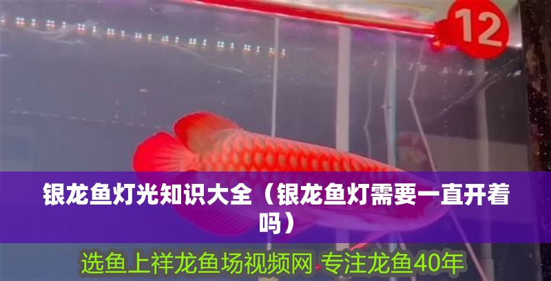 銀龍魚燈光知識大全（銀龍魚燈需要一直開著嗎）