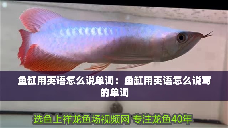 魚缸用英語怎么說單詞：魚缸用英語怎么說寫的單詞