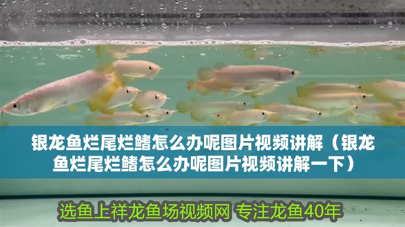 銀龍魚爛尾爛鰭怎么辦呢圖片視頻講解（銀龍魚爛尾爛鰭怎么辦呢圖片視頻講解一下）