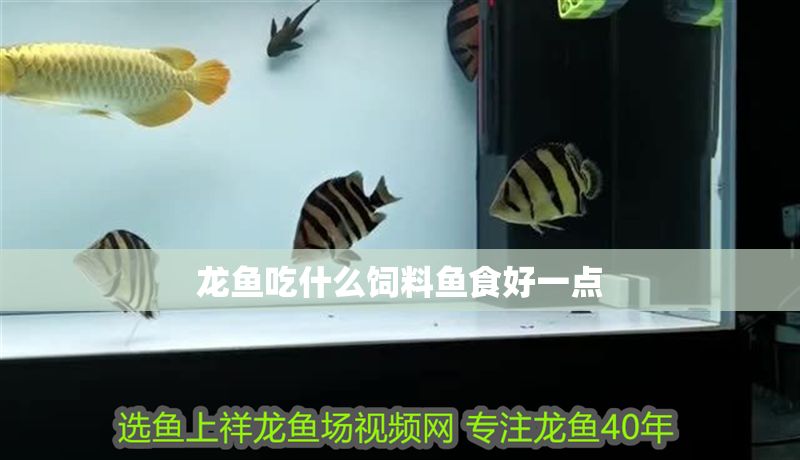 龍魚吃什么飼料魚食好一點(diǎn)