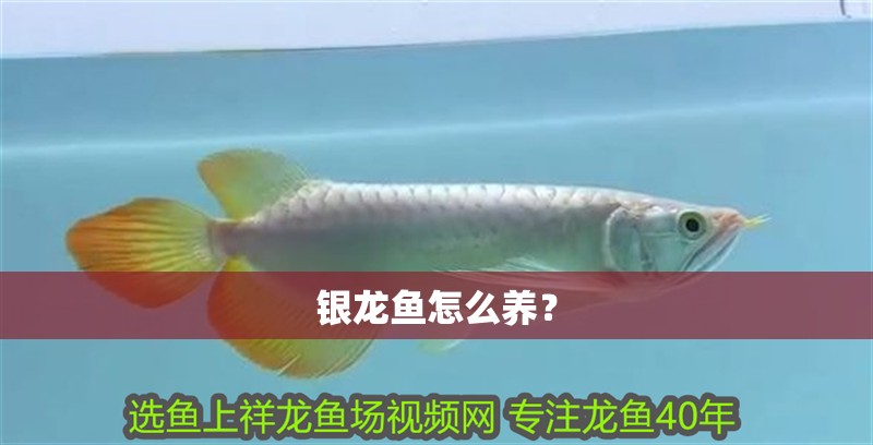 銀龍魚怎么養？