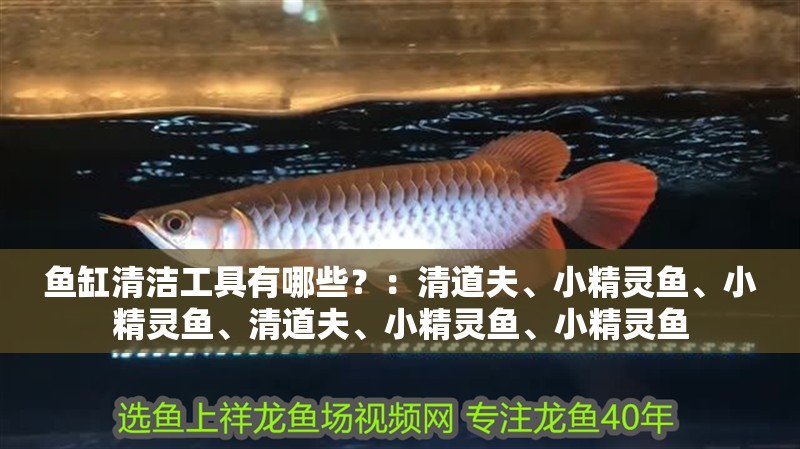 魚缸清潔工具有哪些？：清道夫、小精靈魚、小精靈魚、清道夫、小精靈魚、小精靈魚