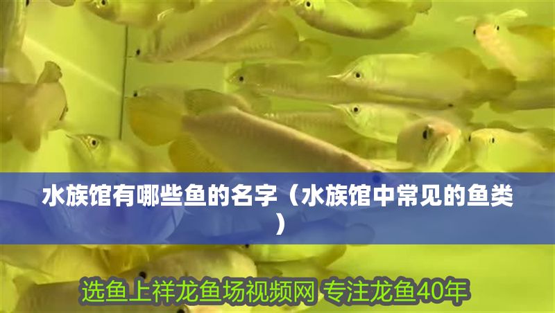 水族館有哪些魚的名字（水族館中常見的魚類）