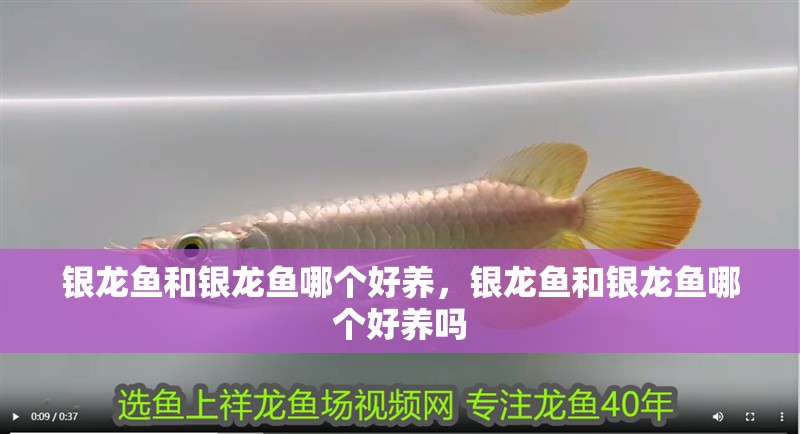 銀龍魚和銀龍魚哪個好養，銀龍魚和銀龍魚哪個好養嗎